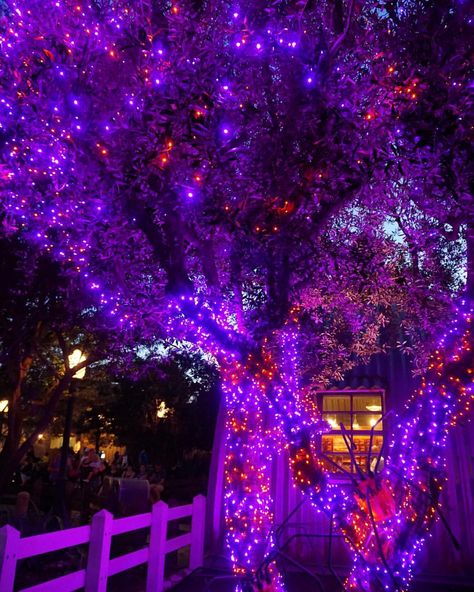 Orange String Lights, Halloween Led Lights, Roof Decoration, Rice Lights, Halloween String Lights, Yard Party, Dance Themes, Halloween Garden, Purple Halloween