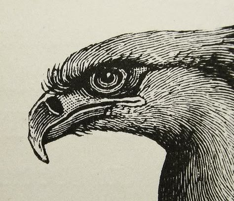 Bird Engraving, Secretary Bird, Trippy Tattoo, Ink Drawing Techniques, Traditional Tattoo Designs, Woodcut Art, Cnc Art, Drawing Animals, Linocut Art