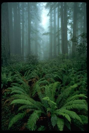 Polystichum Munitum, Christmas Fern, Evergreen Ferns, Fern Forest, Ferns Garden, World Most Beautiful Place, Forest Bathing, Tall Trees, Places In The World