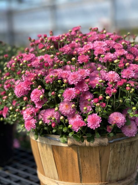 Did you know that Garden Mums are an air-purifying champion? That's right, NASA ranked them #1 in the Top 9 Air-Cleaning Houseplants for Your Home. They remove ammonia, benzene, formaldehyde, and xylene! So when your done with your mums outside, Bring Them In!! Or just buy a few more for your indoor living space!! Pictured Gigi Dark Pink