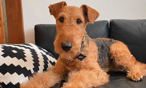 Airedale Dogs, Friendly Dogs, Airedale Terriers, Welsh Terrier, Airedale Terrier, Glass Bead Necklace, Dog Friends, Glass Bead, Bead Necklace