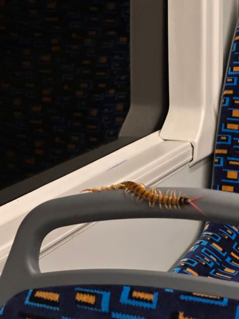 centipede on the bus aesthetic beautiful scary Millipede Enclosure, Centipede Aesthetic, Cute Centipede, Bus Aesthetic, Centipedes, Cool Bugs, Creepy Crawlies, Oc Ideas, The Bus