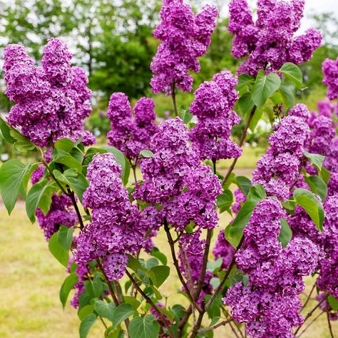 French, or common lilacs, fill the spring and early summer air with intoxicating fragrance! A wide selection of varieties gives gardeners' a good choice of bloom color, as well as single or double blooms, all with the classic heart shaped leaves. A classic favorite for landscape focal points. An excellent specimen, foundation, or border plant. Outstanding for planting near walkways, decks and patios where scent can be enjoyed. Common Lilac, Decks And Patios, Heart Shaped Leaves, Syringa Vulgaris, French Lilac, Lilac Bushes, Border Plants, Fertilizer For Plants, Outdoor Stuff