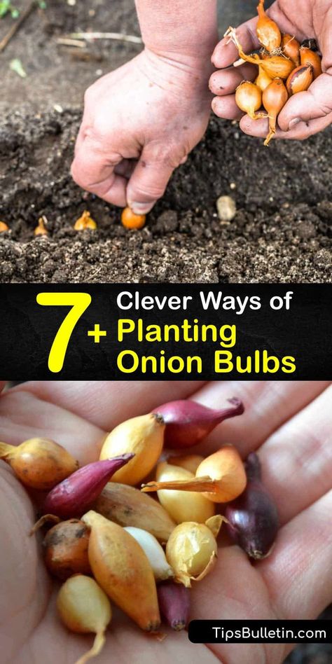 Planting Onions Bulbs, Onion Companion Planting, Planting Onion Sets, Growing Onions, Onion Bulbs, Planting Onions, Vidalia Onions, Plant Combinations, Planting Bulbs