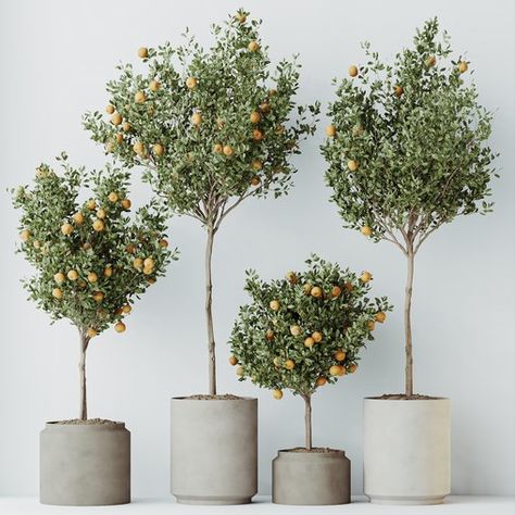 HQ HousePlants Mandarin Citrus Fruit Orange Calamondin Tree Set02 Orange Trees Backyard, Calamondin Tree, Large Tree Planters, Miniature Fruit Trees, Scented Flowers, Tree Planters, Cast Iron Plant, Fruit Orange, Kitchen Wall Lights