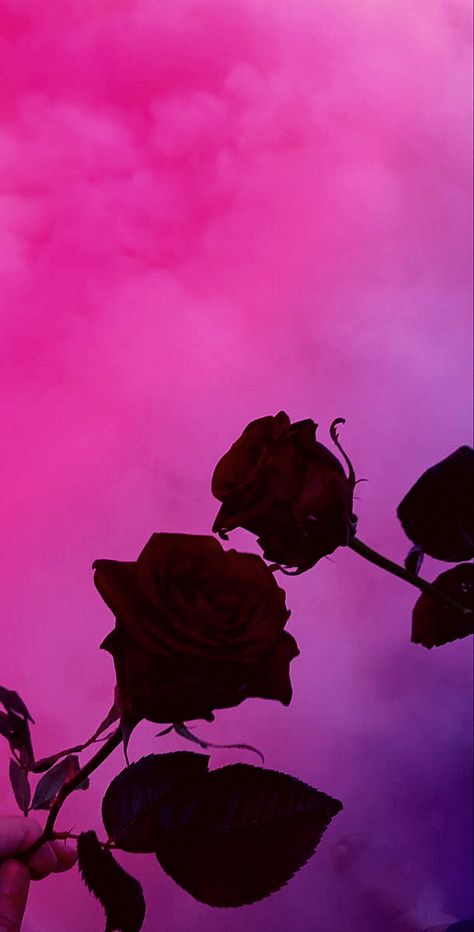 Dark Pink Love Aesthetic, Electric Pink Aesthetic, Aesthetic Wallpaper Roses, Pink Aethstetic, Dark Rose Aesthetic, Dark Pink Aesthetic Wallpaper, Red Roses Aesthetic, Pink Grunge Aesthetic, Girl Pink Aesthetic