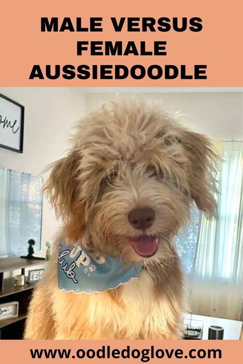 Aussie Doodle Puppy, Doodle Dog Breeds, Double Doodle, Physical Characteristics, Teddy Bear Dog, Puppy Cut, Mini Aussie, Doodle Puppy, Mini Goldendoodle