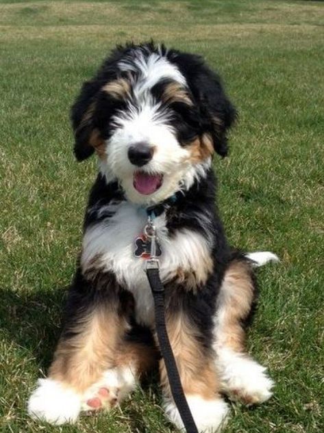 Otto the Bernedoodle puppy Bernese Doodle Dog, Doodle Dogs, Dog Poodle, Bernedoodle Puppy, Dream Dog, Golden Doodle, Doodle Dog, Poodle Mix, Mixed Breed Dogs