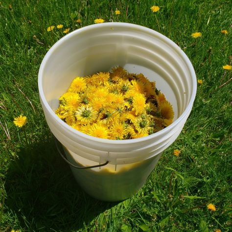 Dandelion Uses, Dandelion Oil, Flowers Recipes, Dandelion Wine, Bee Friendly Plants, Edible Flowers Recipes, Survival Foods, Vegetable Scraps, Dandelion Flowers