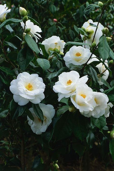 Camellia sasanqua 'White Dove' - evergreen, tolerates shade and some sun Camellia Sasanqua, Camellia Japonica, Anemone Flower, Moon Garden, Camellia Flower, Small White Flowers, Flowering Shrubs, White Gardens, Beautiful Blooms