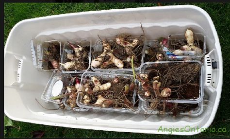 Storing Canna Bulbs Over Winter, How To Store Canna Lily Bulbs, Overwinter Canna Lilies, Cana Lillies, Canna Lily Care, Canna Lillies, Canna Lilly, Cana Lily, Garden Bushes