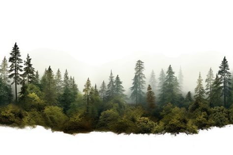 Forest Images Landscapes, Trees Background For Editing, Forest Background For Editing, Tree Background For Editing, Border Design Landscape, Elevation Background, Forest Background Landscape, Nature Background Images For Editing, Nature Background Landscape