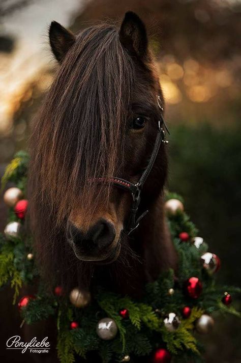 Adorable! Winter Horse, Christmas Horses, Horse Wallpaper, Picture Stand, Most Beautiful Horses, Baby Horses, Miniature Horse, Cute Horses, Equine Photography