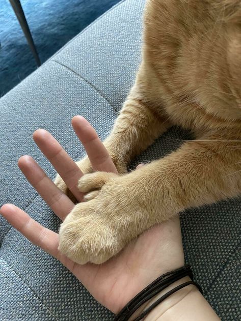 Hand Comparison, Obese Cat, Huge Cat, Fat Cats, Cat Sitting, High Five, Happy Cat, Silly Cats, Cat Owners