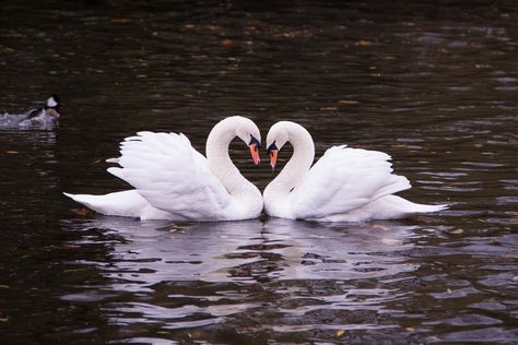 Swans In Love Aesthetic, Swans In A Lake, Swan Scenery, Swans Making A Heart, Swans Aesthetic, Swan In Lake, 2 Swans, Swans In Love, Swan Heart