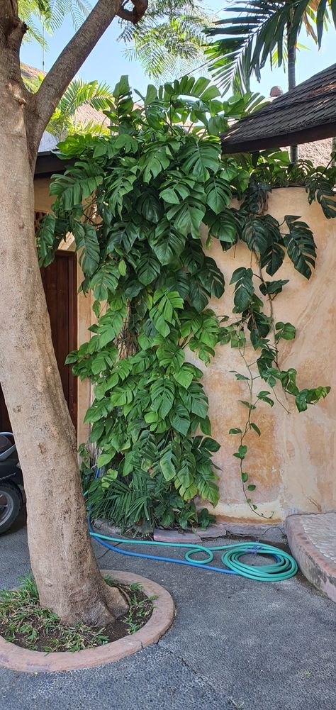 Monstera climbing the wall . Monstera Climbing Frame, Climbing Monstera Plant, Monstera Climbing Wall, Outdoor Monstera, Monstera Climbing, Wall Climbing Plants, Indoor Climbing Plants, Plants Arrangement, Monstera Plant Care