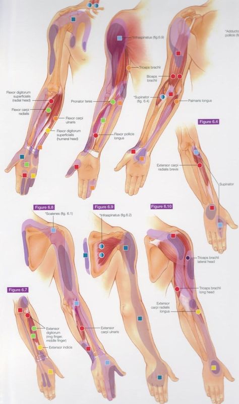 This image is from the LWW Trigger Points Flip Chart Psoas Release Trigger Points, Pressure Points Chart, Psoas Release, Muscle System, Meridian Massage, Hand Reflexology, Basic Anatomy And Physiology, Lymph Massage, Reflexology Chart