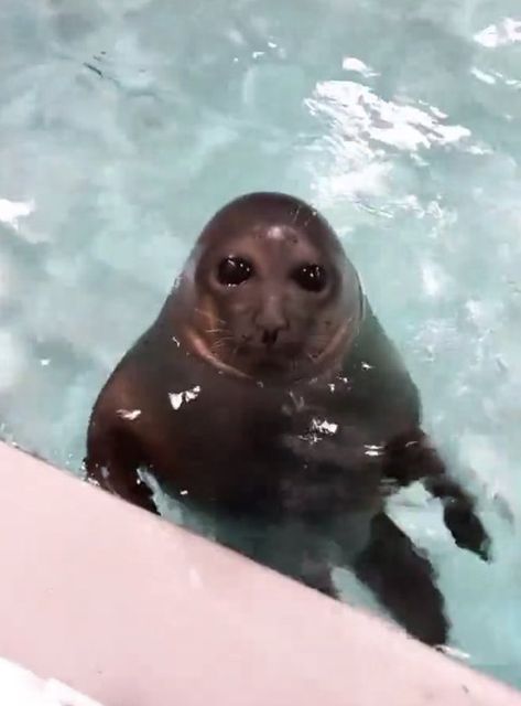 Cute Seals, Baby Seal, Interview With The Vampire, Silly Faces, Silly Animals, Sea Lion, Cutest Thing Ever, Marine Animals, Marine Life