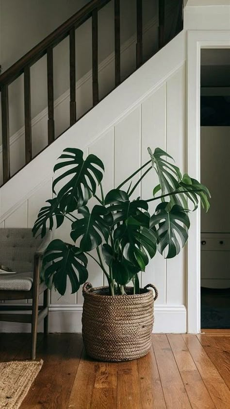 Large Houseplants, Birds Nest Fern, Tropical Luxe, Small House Garden, Room Plants, Herb Containers, Tall Plant, Yucca Plant, Herb Garden Design