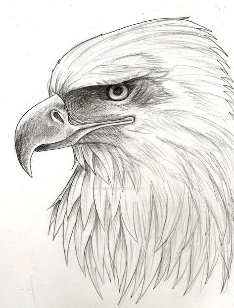 Eagle Art Draw, Minion Sketch, Eagle Tattoo Design, Eagle Sketch, Bald Eagle Art, Eagle Artwork, Eagle Drawing, Pencil Sketch Images, Eagle Art