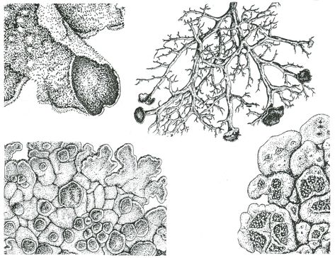 Structural Drawings of Lichen Microscope Art, Fungi Art, Structural Drawing, Science Illustration, Art Degree, Jackson's Art, Drawing Websites, Plant Drawing, Nature Drawing