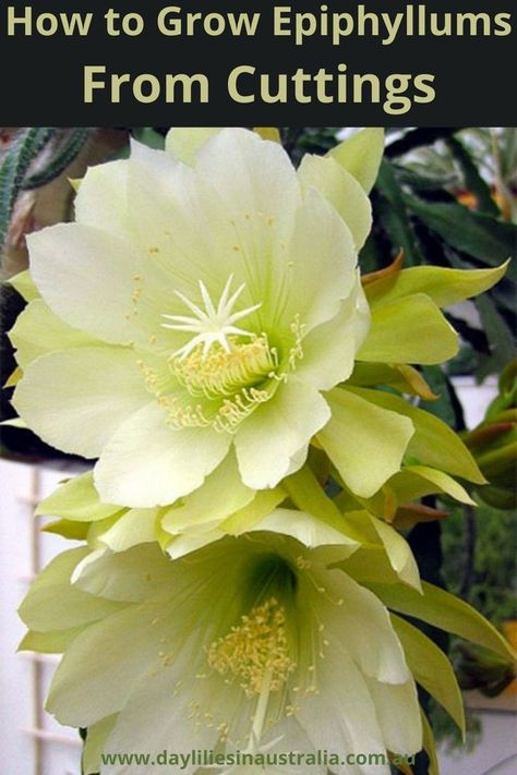 The best time to propagate epiphyllum cuttings is now. Cuttings from the orchid cactus should be 6 to 8 inches long. Indoor Cactus Plants, Lily Seeds, Orchid Cactus, Bloom Where Youre Planted, Cactus Flowers, Beautiful Flower Arrangements, Daylilies, Bulb Flowers, Cactus Flower