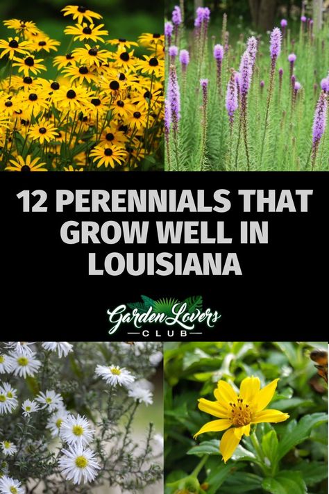 Many gardeners in Louisiana face unique challenges because of the state’s high humidity. A great way to beat this problem is by planting perennials. These plants come back every year, and they tolerate Louisiana’s hot temperatures very well. Usually, choosing perennials means that you will have fewer problems with pests and insects. Many excellent choices will grow throughout the states, regardless if you live in growing zone 8 or 9. Louisiana Landscape Ideas, Louisiana Native Garden, Native Plants South Louisiana, Louisiana Flower Beds Front Yards, Louisiana Landscaping Ideas, Louisiana Native Plants, Louisiana Garden Ideas, Louisiana Landscaping Front Yard, Zone 9 Landscaping Louisiana