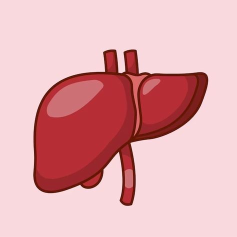 Catalyststuff | Freepik Liver Organ, Illustration Education, Human Liver, Vector Icons Illustration, Flat Vector, Icon Illustration, Vector Icons, Graphic Resources, Vector Free