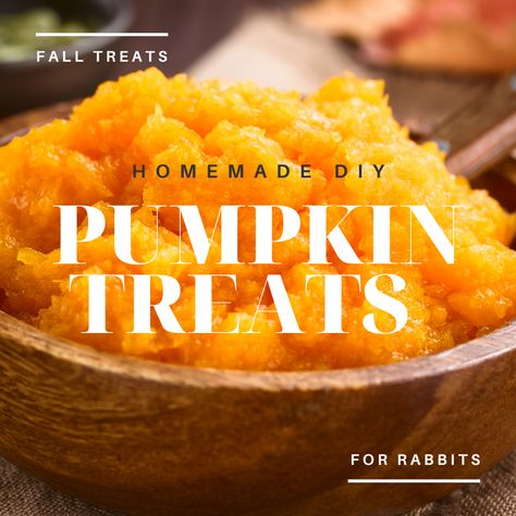 Enjoy the tastes of fall with your rabbit! 🐰🎃 Try out this homemade pumpkin treats recipe for rabbits that they will be sure to love and keep their little stomach happy and healthy. Recipe & Instructions linked in bio. Diy Rabbit Treats, Rabbit Treats Homemade, Bunny Treats Diy, How To Make Rabbit Treats, Rabbit Treats Recipe, Bunny Treats Homemade, Homemade Rabbit Treats Recipes, Puppy Treats Homemade Easy Pumpkin, Homemade Treats For Rabbits