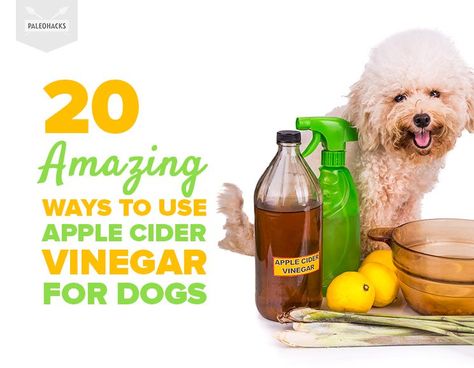 20 Amazing Ways to Use Apple Cider Vinegar for Dogs Apple Cider Vinegar Dogs, Apple Cider Vinegar Uses, Apple Cider Vinegar Remedies, Cider Vinegar Benefits, Apple Cider Vinegar Benefits, Holistic Pet Care, Natural Pet Care, Dog Remedies, Dog Health Tips