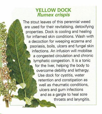 yellow dock leaf uses and Benefits Hair Herbs, Yellow Dock Root, Herbs Benefits, Herbal Living, Alkaline Herbs, Yellow Dock, Medicine Garden, Medical Herbs, Healthy Herbs