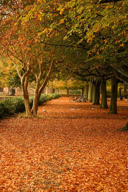 College of William and Mary, Williamsburg, VA...We use to live in Yorktown...this place is beautiful!! Williamsburg Virginia Aesthetic, Williamsburg Virginia Fall, Virginia Williamsburg, Williamsburg Inn, Autumn Walk, William & Mary, Future School, Williamsburg Virginia, William And Mary