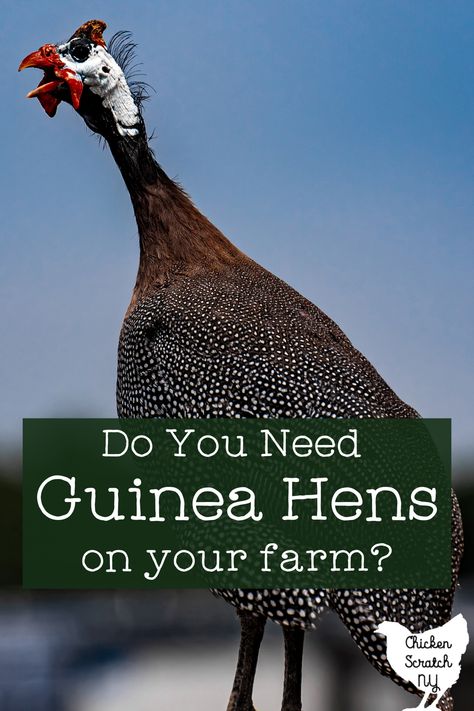 Guinea hens and guinea fowl can best be described as loud, annoying, loud, and dumb. Despite these very apparent shortcomings, they can serve a critical role on your farm or homestead. Guinea Hens, Guinea Fowl Recipe, Guinea Country, Blue Laced Red Wyandotte Hens, Backyard Poultry, Guinea Fowl, Chicken Scratch, Keeping Chickens, Chicken Farm