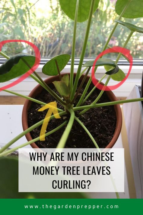 Chinese Money Tree Leaves Curling Chinese Money Tree, Chinese Plants, Money Tree Plant, Plant Zones, Chinese Money Plant, Money Plant, Money Tree, Money Trees, Garden Yard Ideas