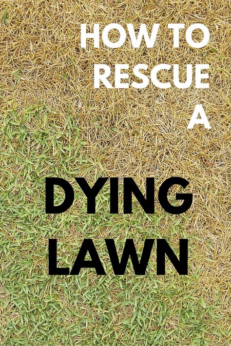 These lawn care tips will help you bring your lawn back to a healthy green. #Lawncare Lawn Repair, Lawn Care Business, Diy Lawn, Lawn Care Tips, Aerate Lawn, Healthy Lawn, Yard Care, Lawn Maintenance, Lawn And Landscape