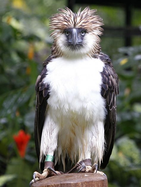 Arakan the Philippine Eagle Dead from Freak Branch Falling on his Cage Philippine Eagle Flying, Flying Lemur, Real Birds, Philippine Eagle, God Exists, Harpy Eagle, Eagle Flying, Stunning Nature, Precious Animals