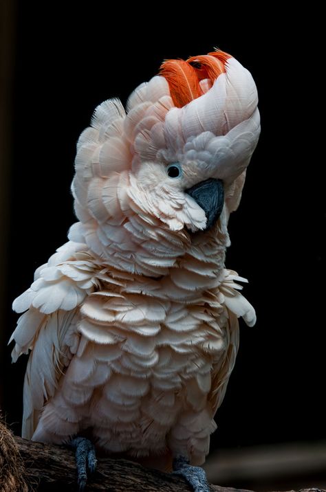 "Ruffled feathers" by Begoña Garcia Ruffled Feathers, Beautiful Wildlife, The Caged Bird Sings, Amazing Birds, Funny Parrots, Awesome Nature, Free Bird, Bird Watcher, Australian Birds