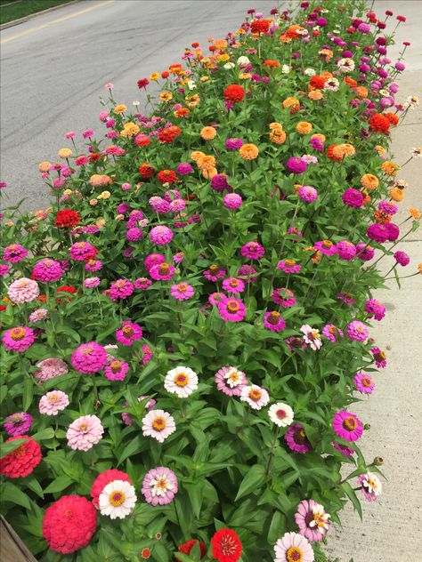 Zinnia Flowers Garden, Zinnia Garden Ideas Yards, Zinnia Garden Landscapes, Zinnia Hedge, Zinnia Flower Bed, Potted Zinnias, Zinnias Garden Ideas, Dream Garden Backyards, Zinnia Garden