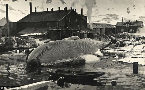 As well as providing meat, whale carcasses produce vast quantities of oil for light and lubrication. Pictured is the Grytviken whaling station on South Georgia island in the First World War South Georgia Island, South Georgia, Old Port, Historical Images, Deep Blue Sea, Blue Whale, Fishing Villages, Grimm, Historical Photos