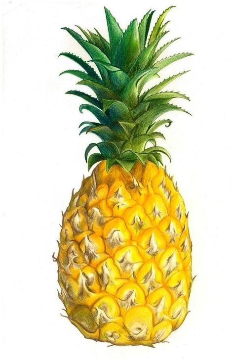 Pineapple Wallpaper, Watercolor Fruit, Fruit Illustration, Fruit Painting, Color Pencil Art, Fruit Art, Food Drawing, Fruit And Veg, Healthy Nutrition