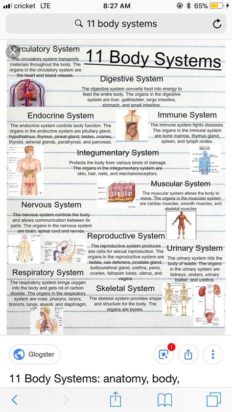 Sistem Saraf, Basic Anatomy, Student Tips, Basic Anatomy And Physiology, Nurse Study Notes, Nursing Student Tips, Biology Facts, Medical Student Study, Nursing School Survival