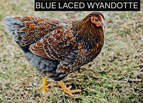 Blue Laced Wyandotte Chicken Breed Types Category Blue Laced Wyandotte, Laced Wyandotte, Wyandotte Chicken, Chicken Bird, Coop Design, Game Birds, Chicken Breeds, Birds, Chicken