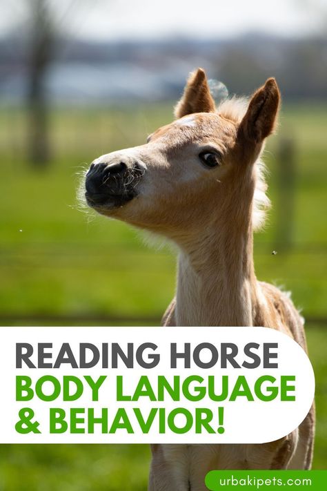 Learn to read horse body language and understand equine behavior with our comprehensive guide. This article covers key signs and signals to watch for, helping you better connect with your horse. Whether you're an experienced equestrian or a beginner, these insights will enhance your ability to communicate with horses, ensuring a safer and more enjoyable experience. Discover the nuances of horse behavior and improve your horse-human relationships today. Horse Behavior, Horse And Human, Riding Tips, Horse Boarding, Human Relationship, Relationship Building, Body Language, Learn To Read, Favorite Pins