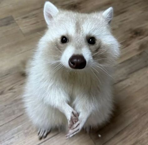 Albino Raccoon, Maur Maur, Trash Pandas, Pet Raccoon, Kinds Of Cats, Cute Raccoon, Raccoon Funny, Trash Panda, Super Cute Animals