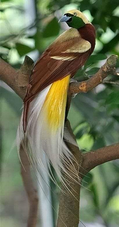 Greater Bird Of Paradise (Paradisaea raggiana). Greater Bird Of Paradise, Regnul Animal, Most Beautiful Birds, Australian Birds, Bird Supplies, Nature Birds, Bird Of Paradise, Bird Pictures, Exotic Birds