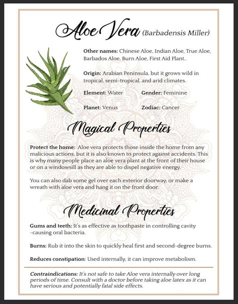 Herbs For Health Aloe Magical Properties, Aloe Vera Magical Properties, Herb Witchcraft, Magic Bathroom, Grimoire Inspiration, Witchy Herbs, Witchcraft Spells For Beginners, Magickal Herbs, Medicinal Herbs Garden