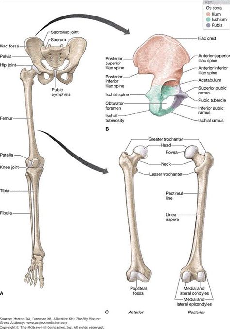 pelvic and thigh bones Lower Extremity Anatomy Bones, Bones Of The Lower Limb, Anatomy Of Lower Limb, Lower Extremity Anatomy, Gross Anatomy Notes, Humerous Bone Anatomy, Lower Body Anatomy, Lower Limb Anatomy, Skeletal System Anatomy