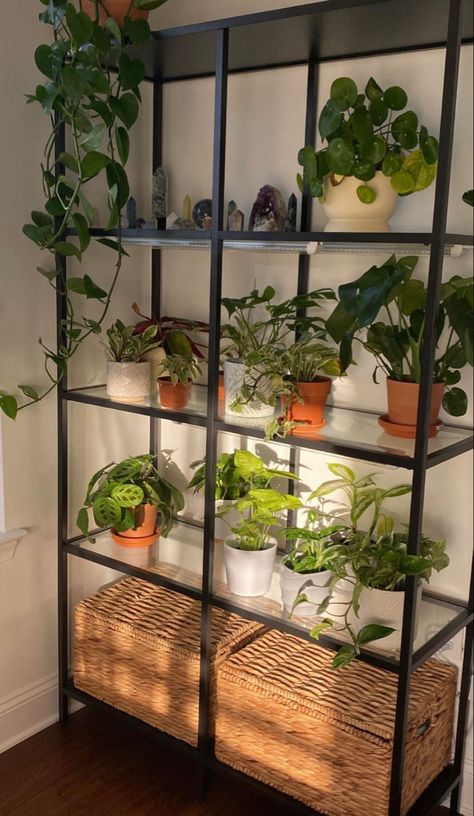 Plants For Bookshelves, Plants Home Decor, Ikea Pots, Plants Apartment, Vittsjo Plant Shelf, Aesthetic Plant Shelves, House Plants Astethic, Plants In Living Room, House Full Of Plants Aesthetic