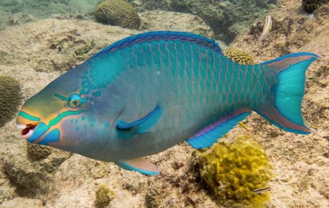 Queen Parrotfish Coral Reef Photography, Coral Life, Kids Sketchbook, Fish Images, Parrot Fish, Coral Bleaching, Coral Fish, Reef Fish, Aquatic Ecosystem