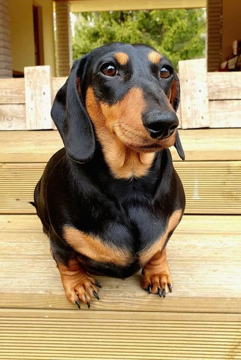 Visit our blog to find the best products and accessories for hounds and #doglovers. #dachshundcentral #doglover #dachshund #sausagedog #doxie #weeniedog #dachshunds #sausagedogs #doxies #weeniedogs #dachshundaddict 📸 credits: unknown Doxies Dachshund, Black And Tan Dachshund, Dachshund Clothes, Dachshund Puppy Miniature, Rocket Man, Dapple Dachshund, Dachshund Gifts, Miniature Dachshund, Weenie Dogs